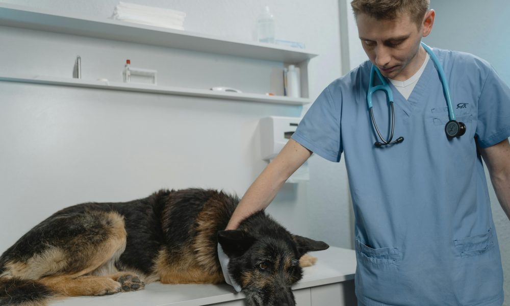 Pet Insurance plans