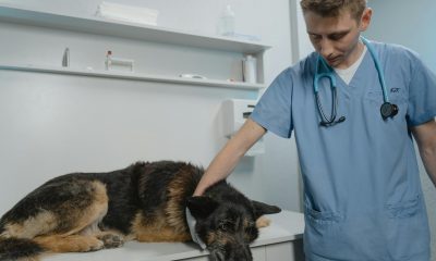 Pet Insurance plans