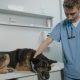 Pet Insurance plans