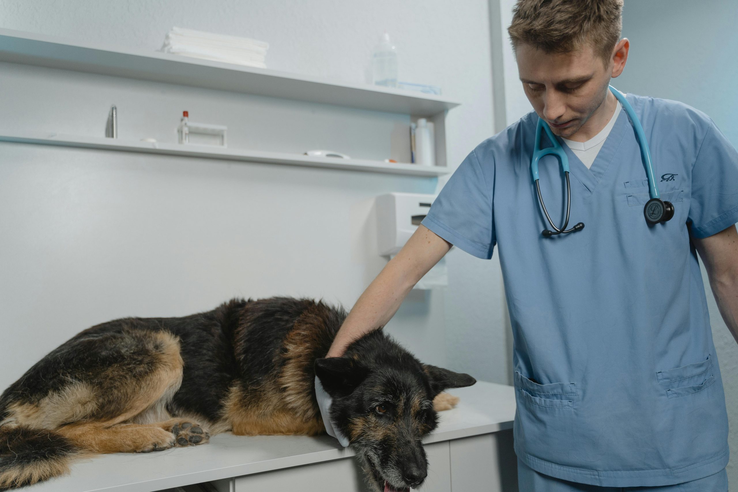 Pet Insurance plans