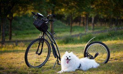 Pet Travel Accessories