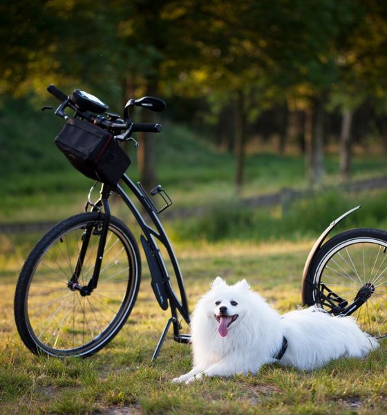 Pet Travel Accessories