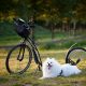 Pet Travel Accessories