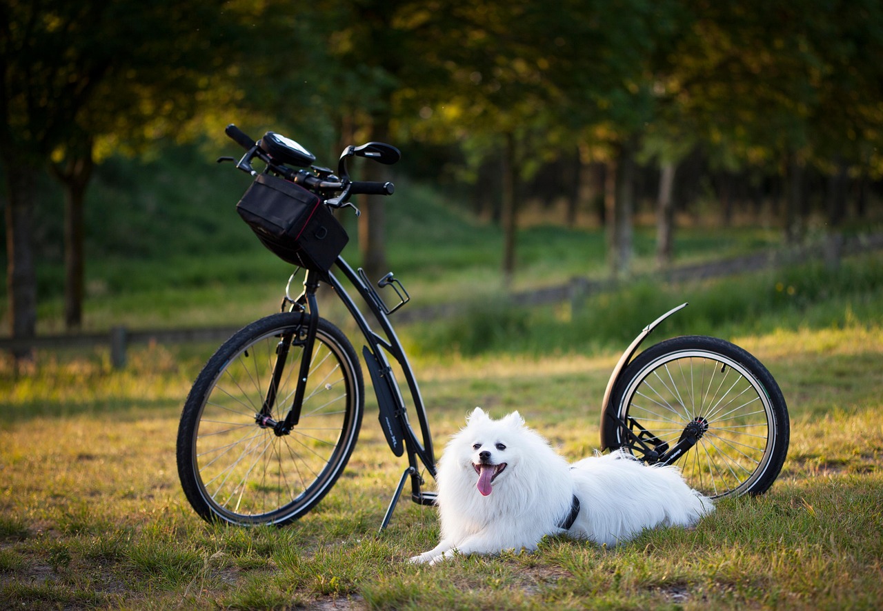 Pet Travel Accessories